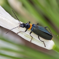 Chauliognathus lugubris at Sullivans Creek, Lyneham North - 13 Jan 2024 02:47 PM