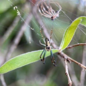 Plebs bradleyi at Sullivans Creek, Lyneham North - 13 Jan 2024