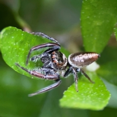 Opisthoncus nigrofemoratus (Black-thighed jumper) at Sullivans Creek, Lyneham North - 13 Jan 2024 by Hejor1