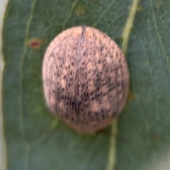 Trachymela sp. (genus) at City Renewal Authority Area - 13 Jan 2024