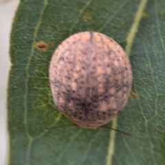 Trachymela sp. (genus) at City Renewal Authority Area - 13 Jan 2024