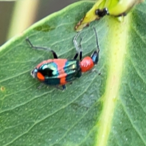 Dicranolaius bellulus at Sullivans Creek, Lyneham North - 13 Jan 2024