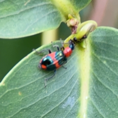 Dicranolaius bellulus at Sullivans Creek, Lyneham North - 13 Jan 2024