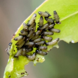 Paropsisterna cloelia at Sullivans Creek, Lyneham North - 13 Jan 2024