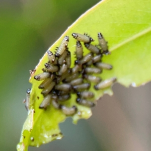 Paropsisterna cloelia at Sullivans Creek, Lyneham North - 13 Jan 2024