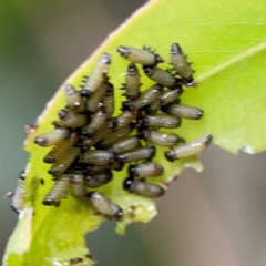 Paropsisterna cloelia at Sullivans Creek, Lyneham North - 13 Jan 2024