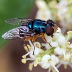 Austalis copiosa (Hover fly) at Sullivans Creek, Lyneham North - 13 Jan 2024 by Hejor1