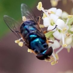 Austalis copiosa at City Renewal Authority Area - 13 Jan 2024