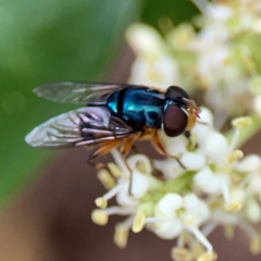 Austalis copiosa at City Renewal Authority Area - 13 Jan 2024