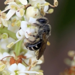 Lasioglossum (Chilalictus) sp. (genus & subgenus) (Halictid bee) at Sullivans Creek, Lyneham North - 13 Jan 2024 by Hejor1