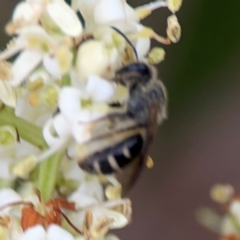 Lasioglossum (Chilalictus) sp. (genus & subgenus) at City Renewal Authority Area - 13 Jan 2024