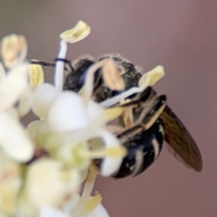 Lasioglossum (Chilalictus) sp. (genus & subgenus) at City Renewal Authority Area - 13 Jan 2024