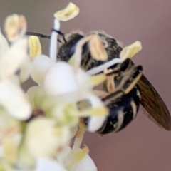 Lasioglossum (Chilalictus) sp. (genus & subgenus) at City Renewal Authority Area - 13 Jan 2024