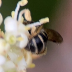 Lasioglossum (Chilalictus) sp. (genus & subgenus) at City Renewal Authority Area - 13 Jan 2024