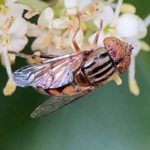 Eristalinus punctulatus at City Renewal Authority Area - 13 Jan 2024 03:12 PM