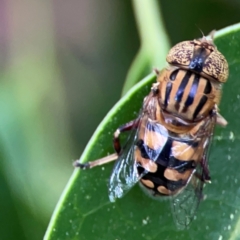 Eristalinus punctulatus at City Renewal Authority Area - 13 Jan 2024