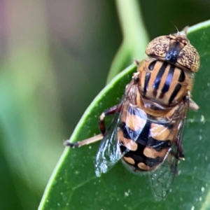 Eristalinus punctulatus at City Renewal Authority Area - 13 Jan 2024 03:12 PM