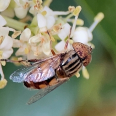 Eristalinus punctulatus at City Renewal Authority Area - 13 Jan 2024 03:12 PM