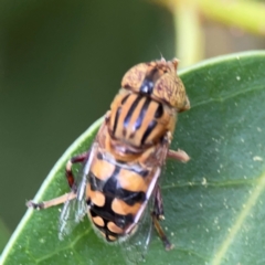 Eristalinus punctulatus at City Renewal Authority Area - 13 Jan 2024 03:12 PM