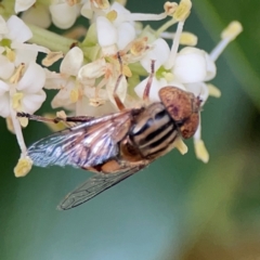 Eristalinus punctulatus at City Renewal Authority Area - 13 Jan 2024 03:12 PM