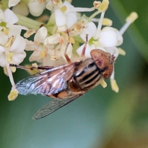 Eristalinus punctulatus at City Renewal Authority Area - 13 Jan 2024