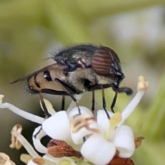 Stomorhina discolor (Snout fly) at Downer, ACT - 13 Jan 2024 by Hejor1