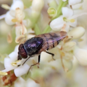 Stomorhina discolor at Sullivans Creek, Lyneham North - 13 Jan 2024