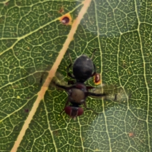 Pogonortalis doclea at Sullivans Creek, Lyneham North - 13 Jan 2024