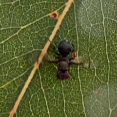 Pogonortalis doclea at Sullivans Creek, Lyneham North - 13 Jan 2024