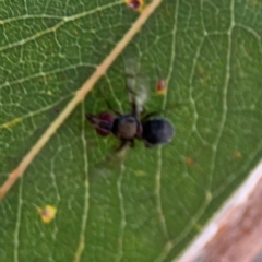 Pogonortalis doclea at Sullivans Creek, Lyneham North - 13 Jan 2024