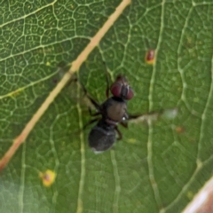 Pogonortalis doclea at Sullivans Creek, Lyneham North - 13 Jan 2024