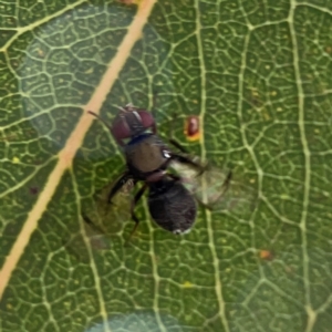 Pogonortalis doclea at Sullivans Creek, Lyneham North - 13 Jan 2024