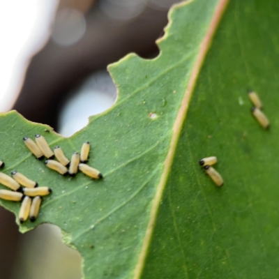 Paropsisterna cloelia (Eucalyptus variegated beetle) at Sullivans Creek, Lyneham North - 13 Jan 2024 by Hejor1