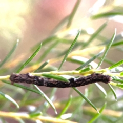 Ectropis (genus) immature at Sullivans Creek, Lyneham North - 13 Jan 2024 by Hejor1