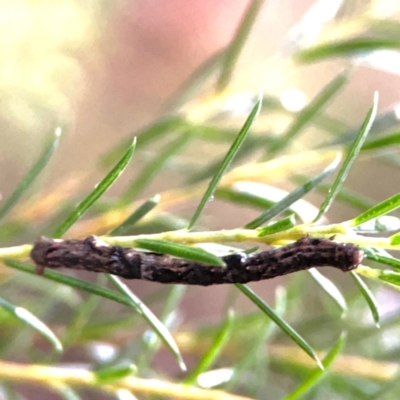 Ectropis (genus) immature at Downer, ACT - 13 Jan 2024 by Hejor1