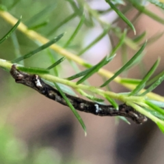 Ectropis (genus) immature at Sullivans Creek, Lyneham North - 13 Jan 2024