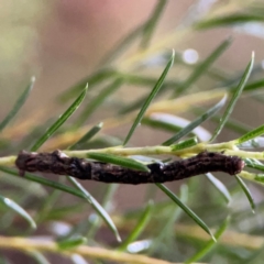 Ectropis (genus) immature at Sullivans Creek, Lyneham North - 13 Jan 2024