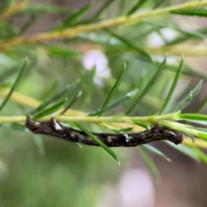 Ectropis (genus) immature at Sullivans Creek, Lyneham North - 13 Jan 2024