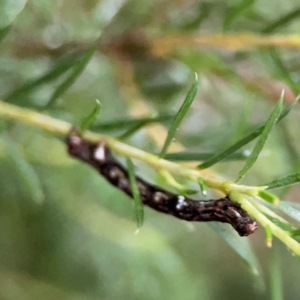 Ectropis (genus) immature at Sullivans Creek, Lyneham North - 13 Jan 2024