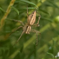 Oxyopes (genus) (Lynx spider) at Sullivans Creek, Lyneham North - 13 Jan 2024 by Hejor1