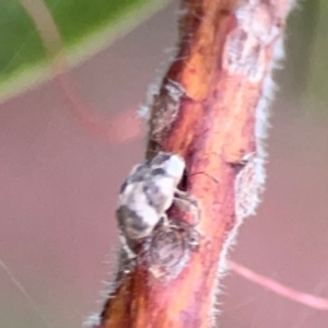 Curculionidae (family) at Sullivans Creek, Lyneham North - 13 Jan 2024