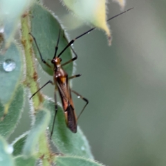 Rayieria acaciae (Acacia-spotting bug) at Sullivans Creek, Lyneham North - 13 Jan 2024 by Hejor1