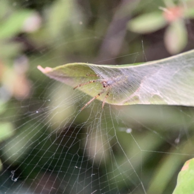 Phonognatha graeffei (Leaf Curling Spider) at Lyneham, ACT - 13 Jan 2024 by Hejor1