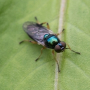 Australoactina sp. (genus) at Higgins, ACT - 8 Jan 2024