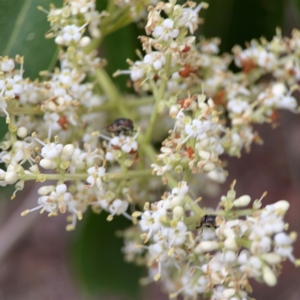 Ligustrum lucidum at Sullivans Creek, Lyneham North - 13 Jan 2024