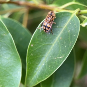 Ligustrum lucidum at Sullivans Creek, Lyneham North - 13 Jan 2024