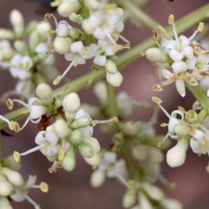 Ligustrum lucidum at Sullivans Creek, Lyneham North - 13 Jan 2024