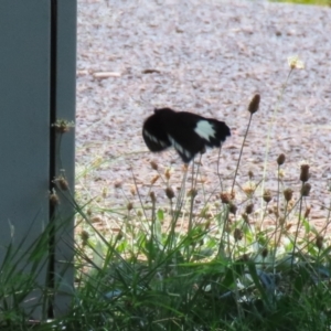 Papilio aegeus at Upper Stranger Pond - 13 Jan 2024 12:34 PM