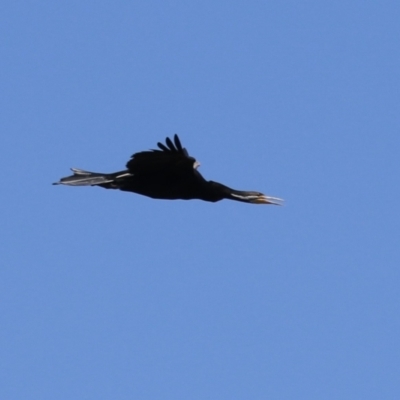 Anhinga novaehollandiae (Australasian Darter) at Isabella Plains, ACT - 13 Jan 2024 by RodDeb