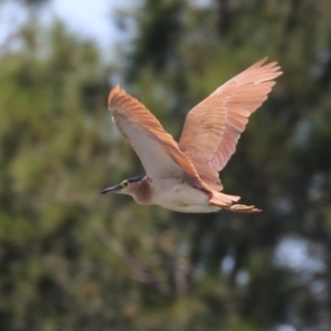 Nycticorax caledonicus at Upper Stranger Pond - 13 Jan 2024